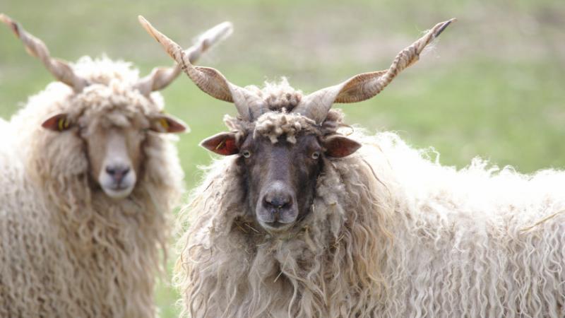 Nem véletlenül foglalkoznak ezzel az állattal Magyarországon: valódi kincset jelent számunkra - Agrárszektor.